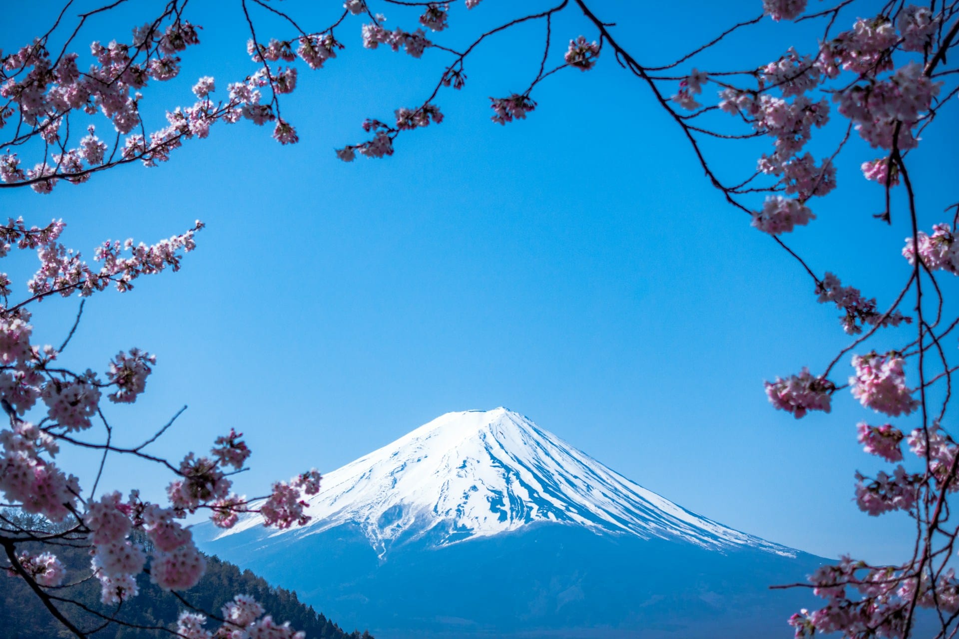 Mount Fuji framed by cherry blossoms in Japan